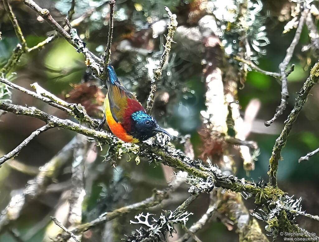 Souimanga à queue verte