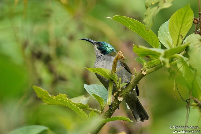 Green-headed Sunbird female adult