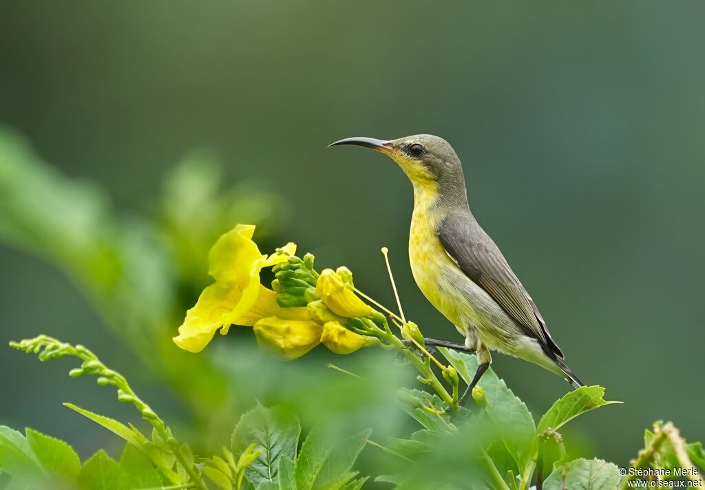 Purple Sunbird female adult