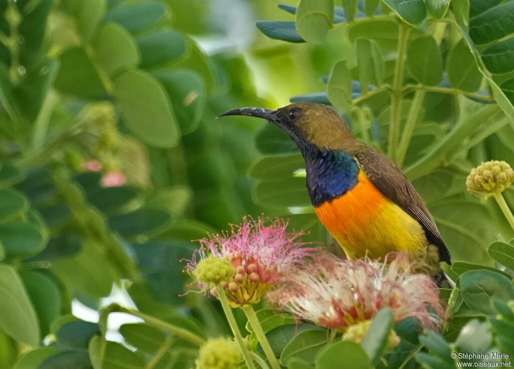 Souimanga aurore mâle adulte nuptial