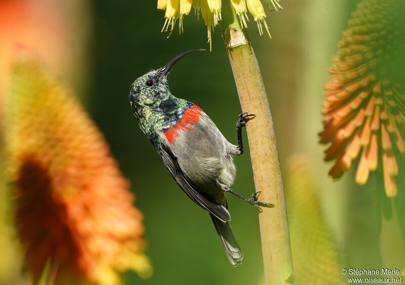 Southern Double-collared Sunbird male adult