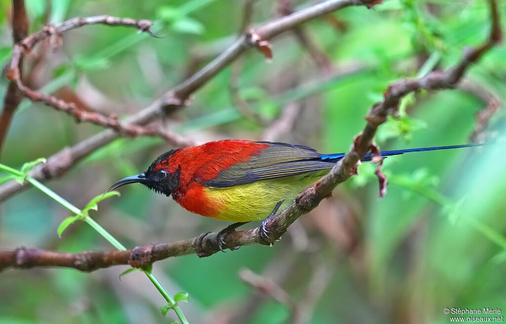 Souimanga de Gould mâle adulte