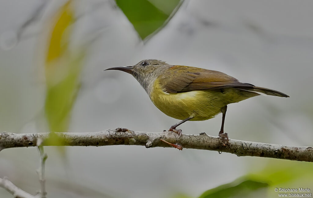 Souimanga de Gould femelle adulte