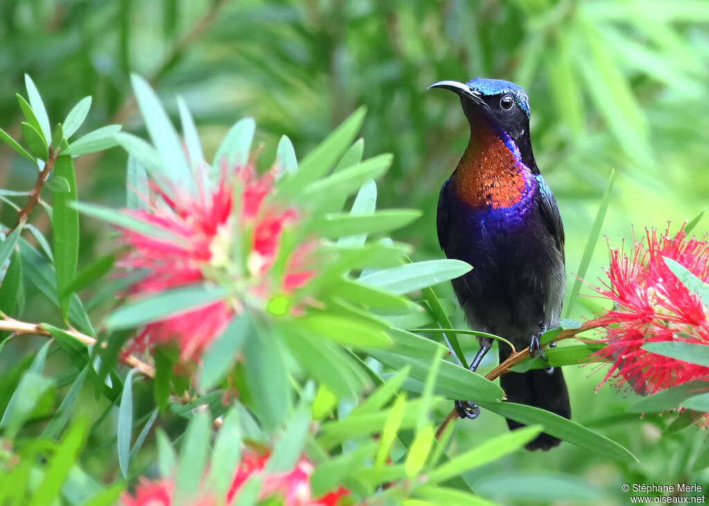 Copper-throated Sunbird