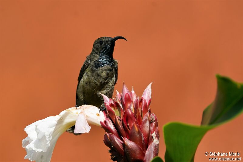 Seychelles Sunbird male adult