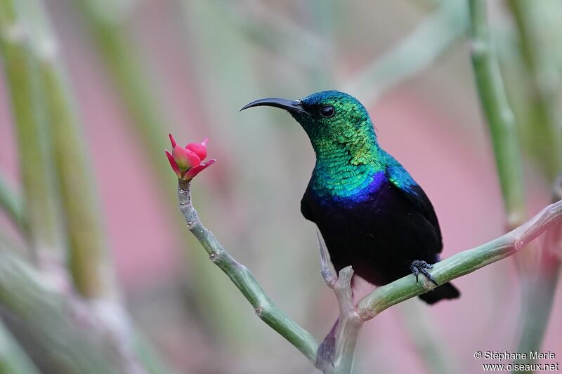 Tsavo Sunbird male adult