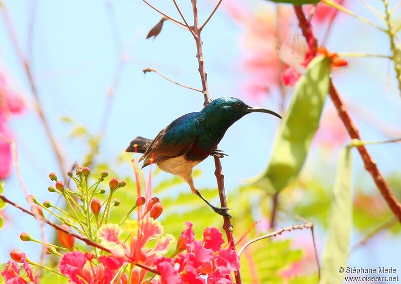 Souimanga Sunbird male