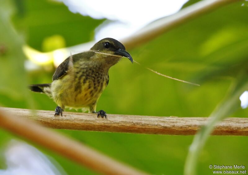 Souimanga Sunbird female adult