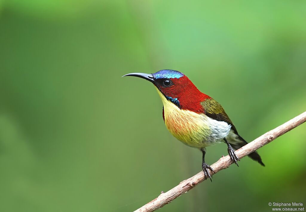 Lovely Sunbird - Souimanga de Palawan<br /> male adult