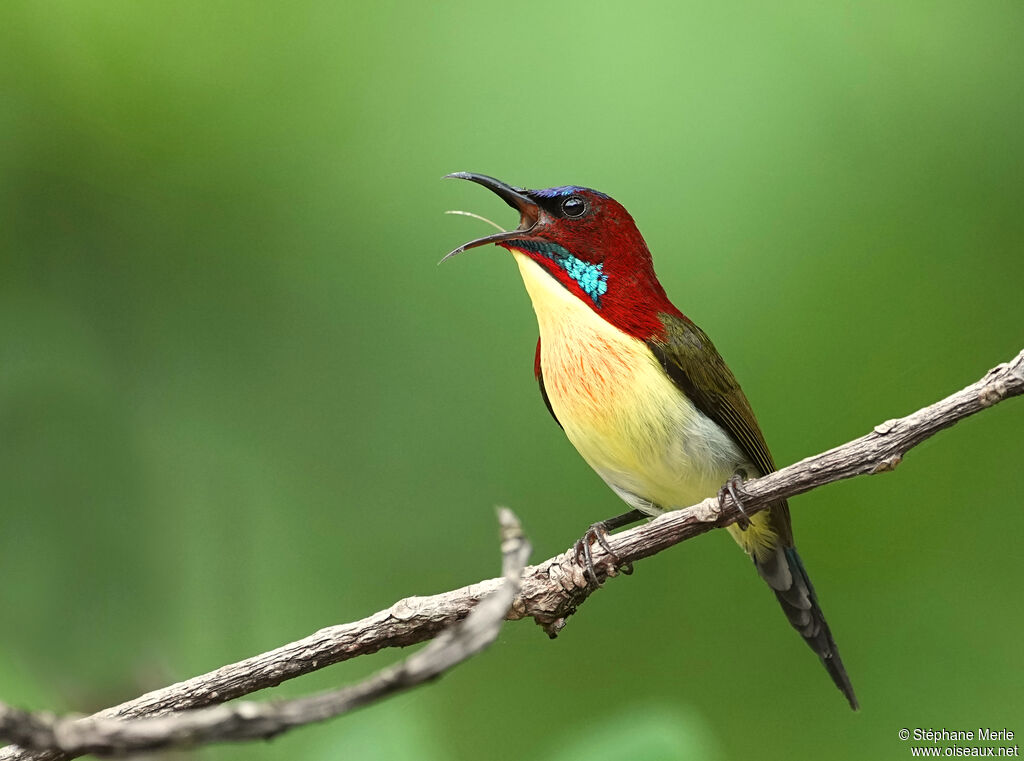Lovely Sunbird