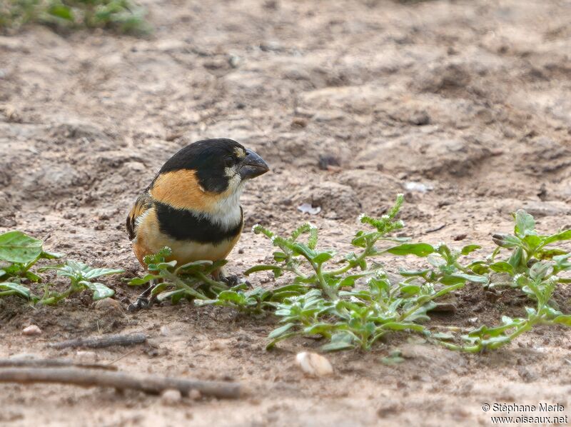 Rusty-collared Seedeater male adult