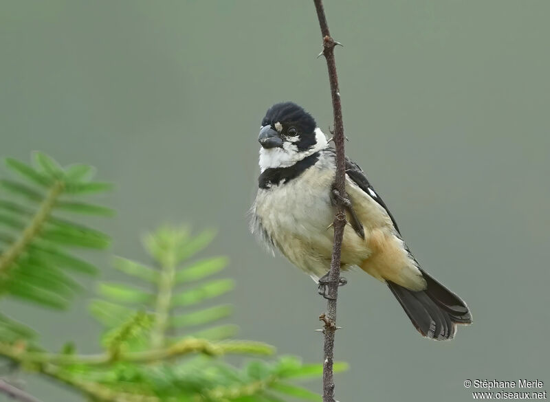 Rusty-collared Seedeater