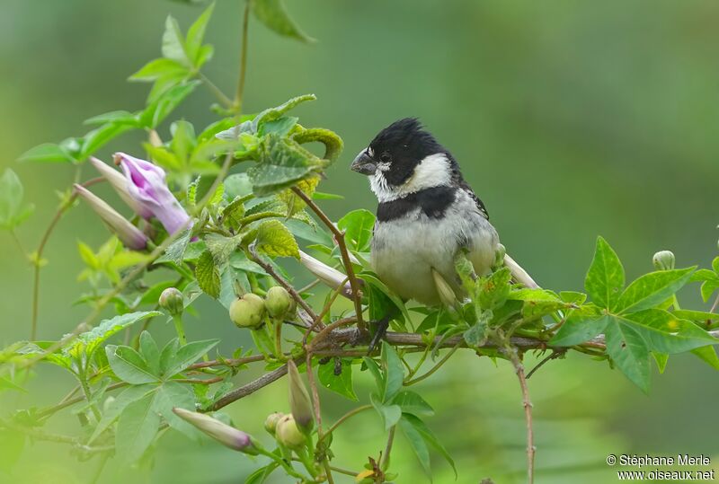 Rusty-collared Seedeater male