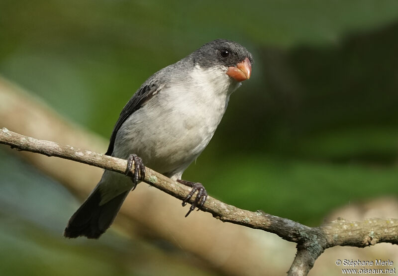 White-bellied Seedeater male adult