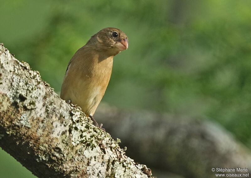 White-bellied Seedeater female adult