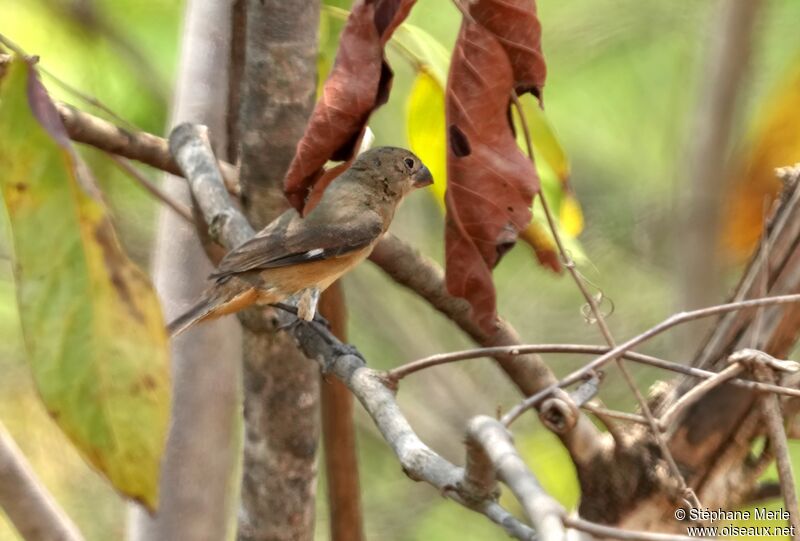 Tawny-bellied Seedeater male adult