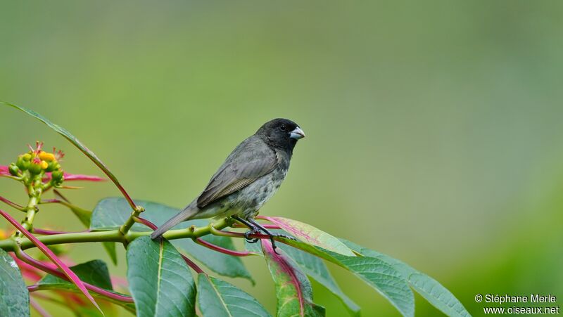 Yellow-bellied Seedeater male adult