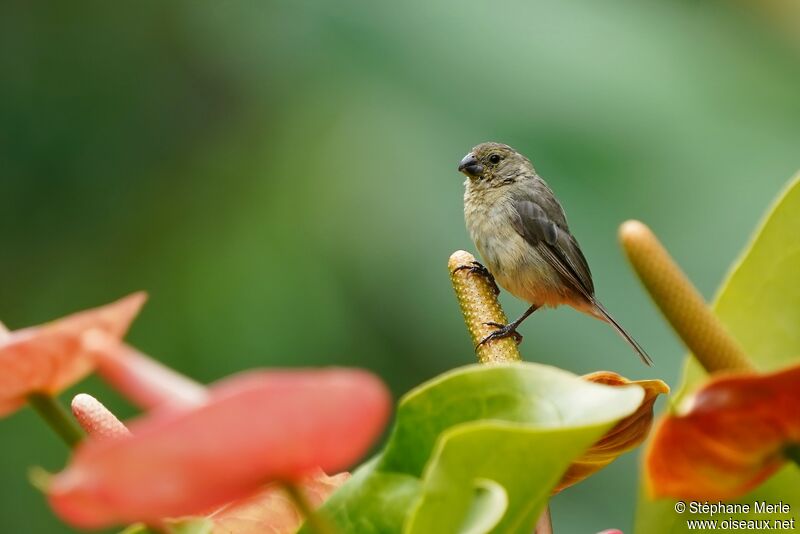 Yellow-bellied Seedeater female adult