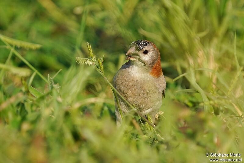 Speckle-fronted Weaveradult