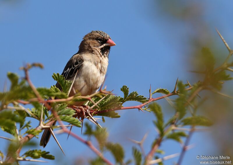 Scaly-feathered Weaveradult