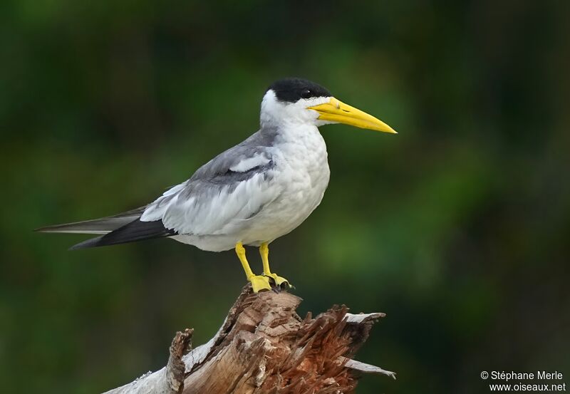 Large-billed Tern