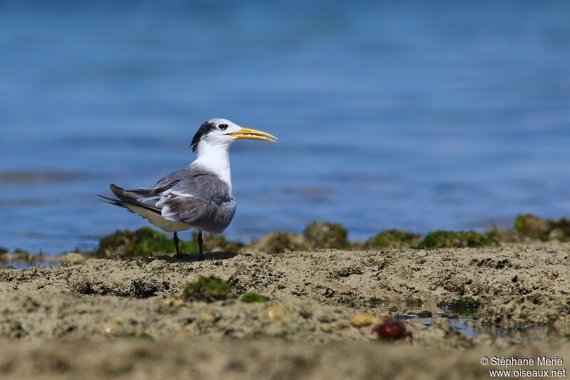 Greater Crested Tern