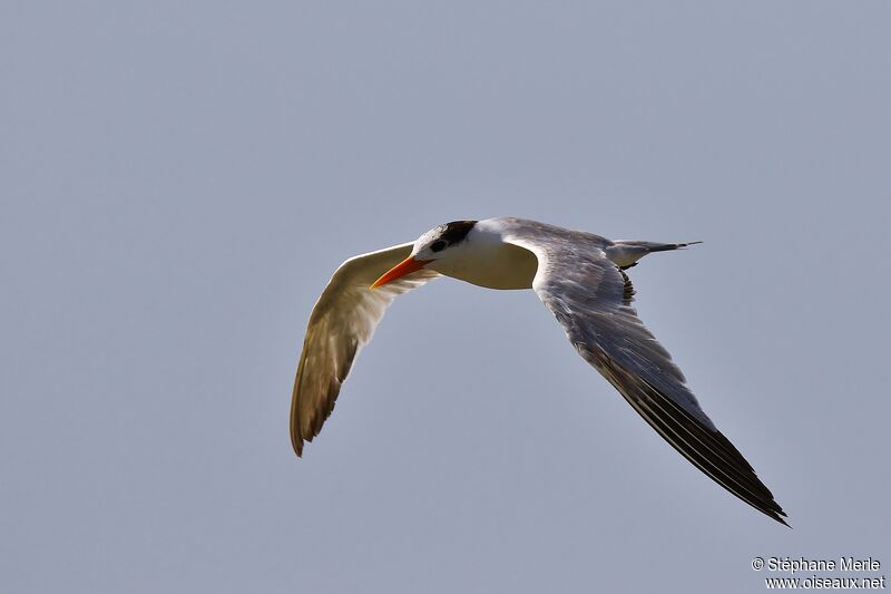 Lesser Crested Tern