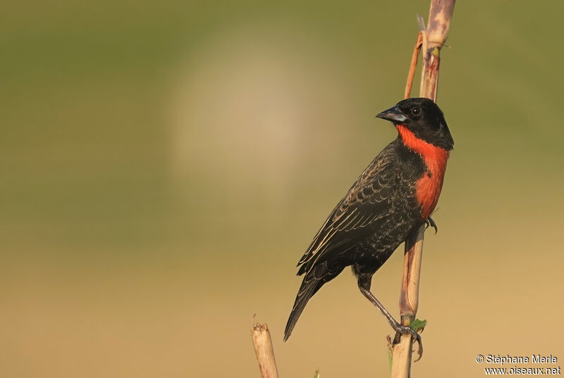 Red-breasted Meadowlarkadult