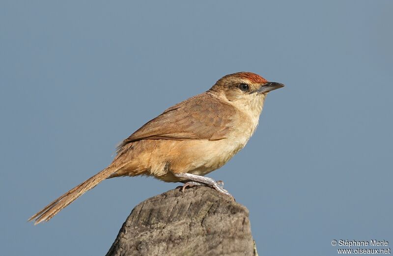 Rufous-fronted Thornbirdadult