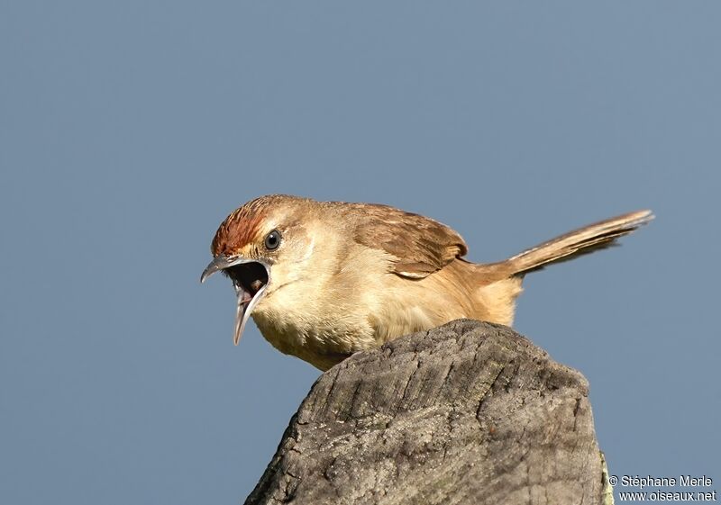 Rufous-fronted Thornbirdadult