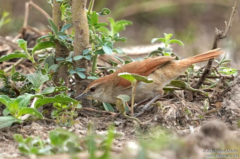 Yellow-chinned Spinetail