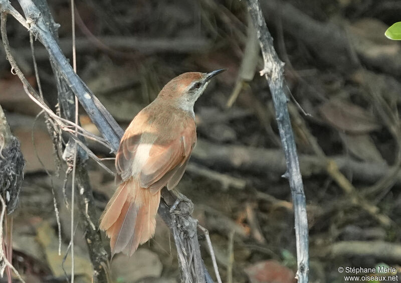 Yellow-chinned Spinetailadult