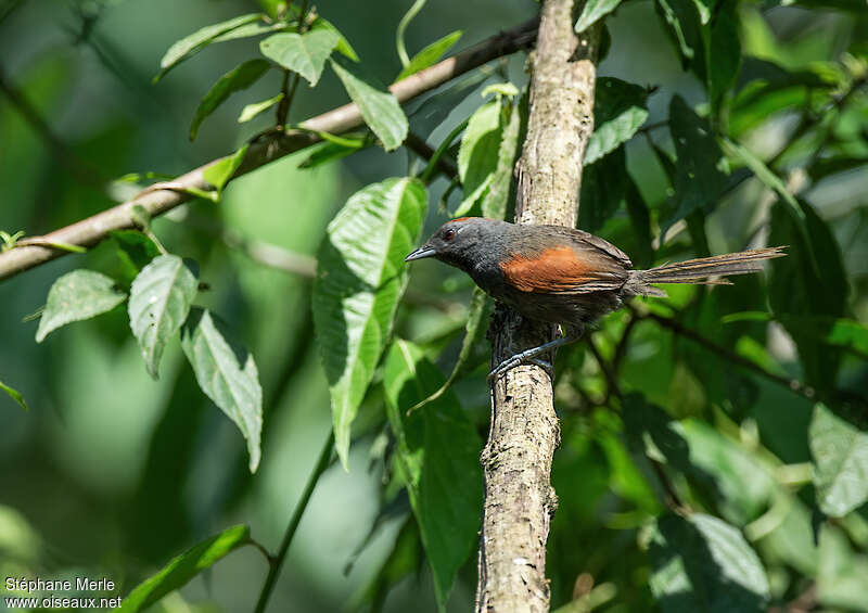 Slaty Spinetailadult, identification