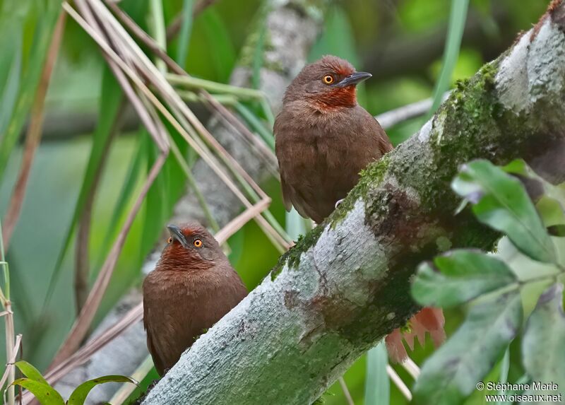 Orange-eyed Thornbirdadult