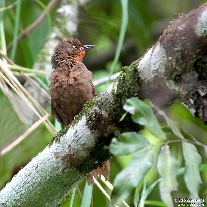 Orange-eyed Thornbirdadult