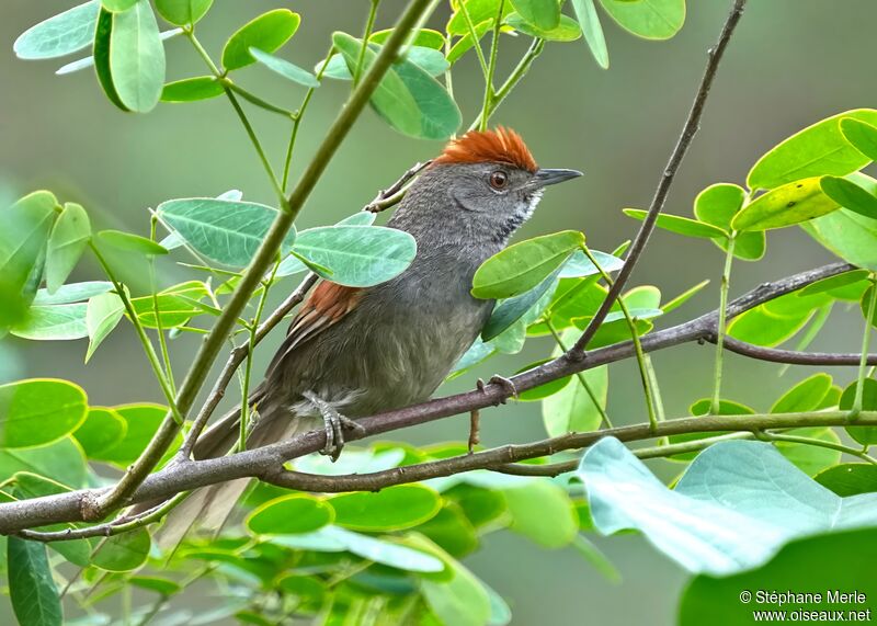 Spix's Spinetailadult