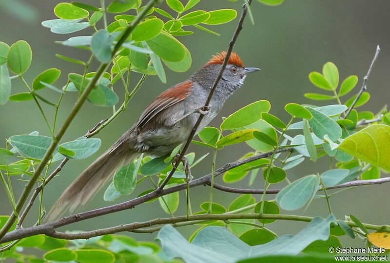 Spix's Spinetailadult