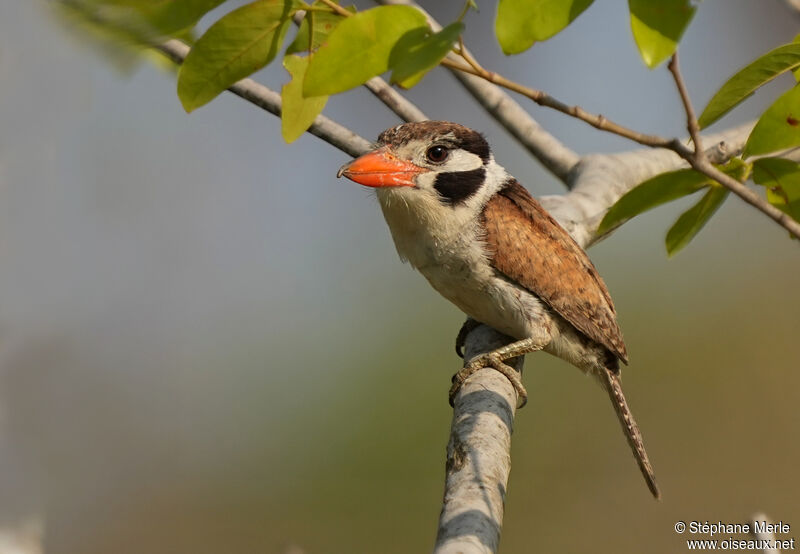 Tamatia chacuruadulte