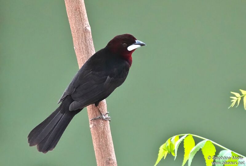 Silver-beaked Tanager male adult