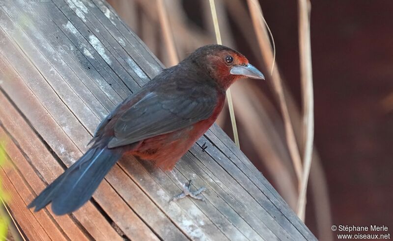 Silver-beaked Tanager female adult