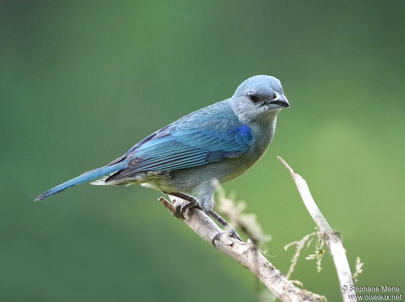 Tangara à épaulettes bleuesadulte