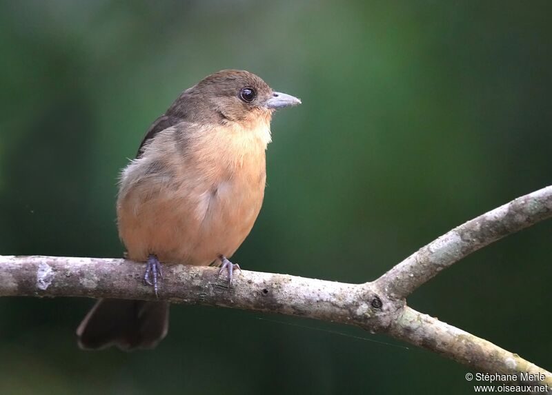 Black-goggled Tanager