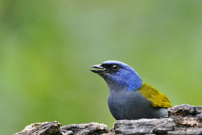 Blue-capped Tanageradult