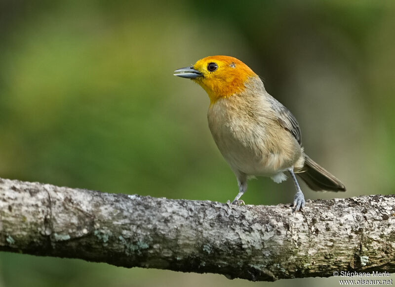 Orange-headed Tanageradult