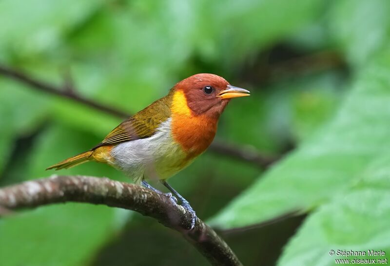 Rufous-headed Tanageradult