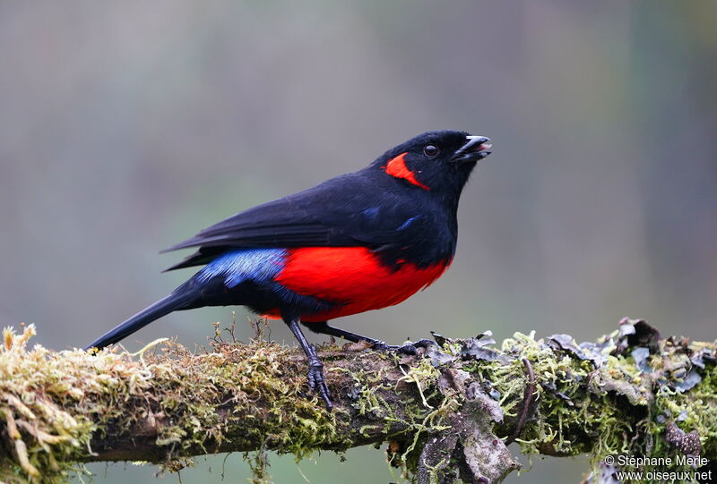 Scarlet-bellied Mountain Tanager