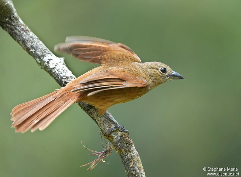 Ruby-crowned Tanager female adult