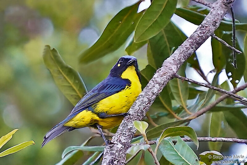 Santa Marta Mountain Tanageradult