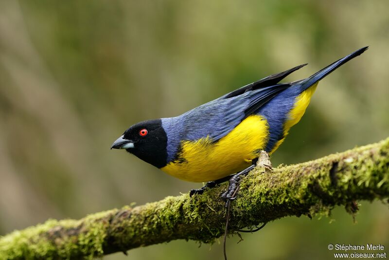 Hooded Mountain Tanager