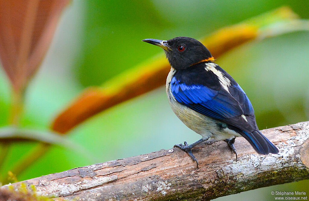 Tangara sucrier